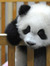 Zixuan