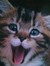 Paigetwo *Caitlyn* ~* Kitty *~