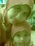 Rahayu Ismaliana
