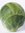 Angus Sprout