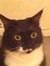 Nana Kitteh