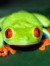 Ellie the froggy