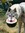 Watermelon Wolf