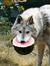 Watermelon Wolf