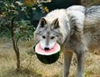 Watermelon Watermelon