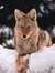 Coyote