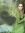 Parvathy