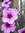 Susan A | 351 comments