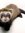 Robyn. ~ The Ferret Queen
