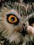 Tyto Alba
