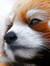 ShiftyRedPanda