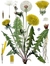 Taproot School