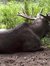 Moose Jaw