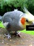 BirdBrian ***Defy Censorship***
