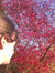 Hanne