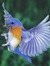 Bluebird