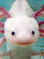 Axolotl
