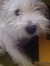 Evelina