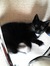 (Gryffin) Dor