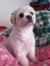 Lily Pilly
