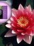Love Flowers
