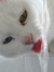 4cats