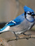 Sowmya