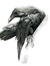 Crow Montgomery