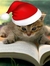 the_cat