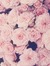 Rose-bertine