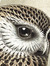 Ticklish Owl