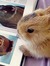 rabbitprincess