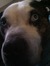 Bailey