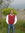 Dhiraj Sharma