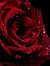 Miss Amazingness 01 ~Property of the CNTP~