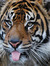Hobbes Cat