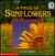 A Field of Sunflowers