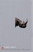 Three Plays: Rhinoceros / T...