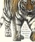 Can We Save the Tiger?. by Martin Jenkins (Hardcover)