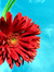 Olivia