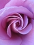 Cerise