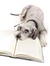 BookScout