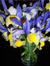Purple Iris
