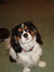 Libby
