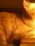 Meredith