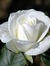 Dianne