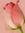 Caryn