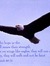 Soaring Eagle