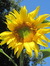 Sarah Sunflower