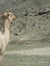 Nojood Alsudairi